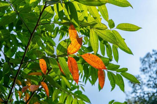 紅葉した葉 紅葉,秋,葉の写真素材