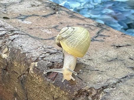 角出せ、槍出せ、頭出せ 角出せ、槍出せ、頭出せの写真