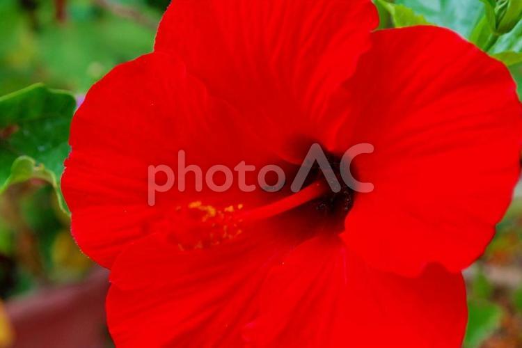 【花の写真】ハイビスカス ハイビスカス,赤,自然の写真素材