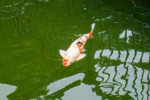 優雅に泳ぐ鯉 池,鯉,水の写真素材