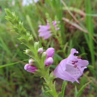 ハナトラノオ(花虎の尾) ハナトラノオ(花虎の尾)の写真
