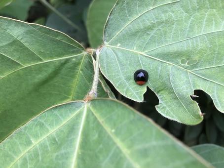 ムネアカオオクロテントウと虫食跡のある葉 てんとう虫,ムネアカオオクロテントウ,黒の写真素材