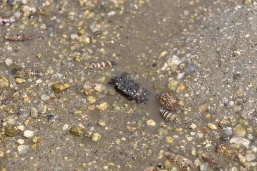 イソガニの写真