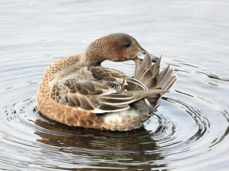 毛繕いをするヒドリガモ 鳥,野鳥,ヒドリガモの写真素材