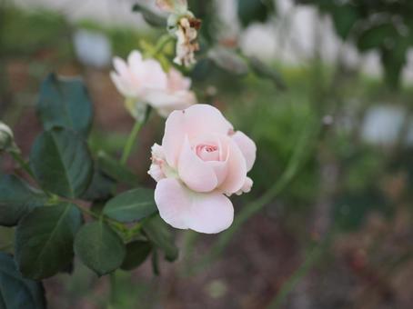 バラ園にて淡い色の薔薇を撮影しました バラ園にて淡い色の薔薇を撮影しましたの写真