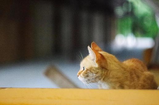 黄色い縁の子猫 猫,子猫,ネコの写真素材