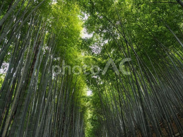 竹林のある風景 竹,竹林,青々の写真素材
