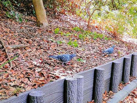 落ち葉の上に2羽のハト 自然 風景 落ち葉の上に2羽のハト 自然 風景の写真