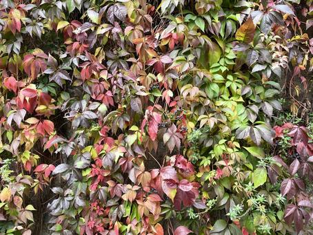 Beautiful colors of ivy growing on the wall, JPG Beautiful colors of ivy growing on the wall, JPG