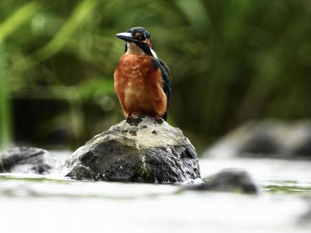堰堤の石の上に立つカワセミ 堰堤の石の上に立つカワセミの写真