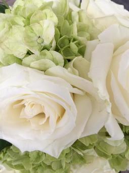 白薔薇 白薔薇 ホワイトブーケ,ブーケ,白の写真素材