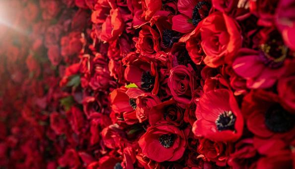 深紅のフラワーウォール 深紅のフラワーウォールの写真