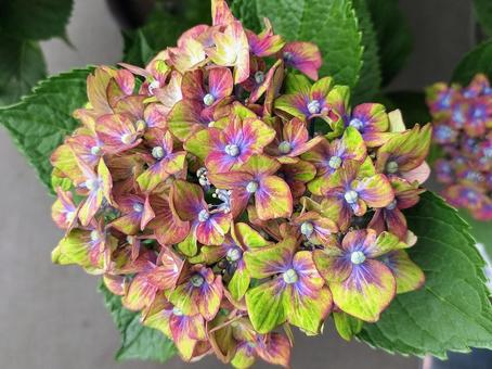 紫陽花・シュロスバッカーバルト 紫陽花,アジサイ,シュロスバッカーバルトの写真素材