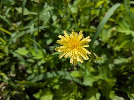 黄色い花（ヤクシソウ？） ヤクシソウ,花,可憐の写真素材