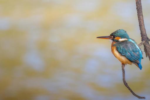 枝にとまるカワセミ・コピースペース 枝にとまるカワセミ・コピースペース カワセミ,野鳥,鳥の写真素材