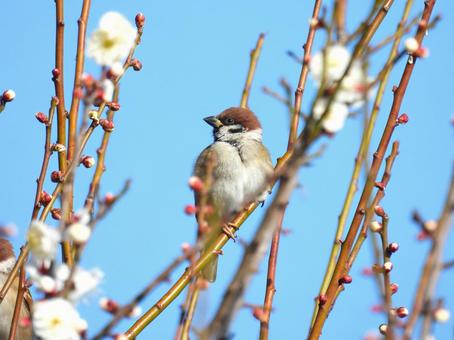 スズメ スズメの写真