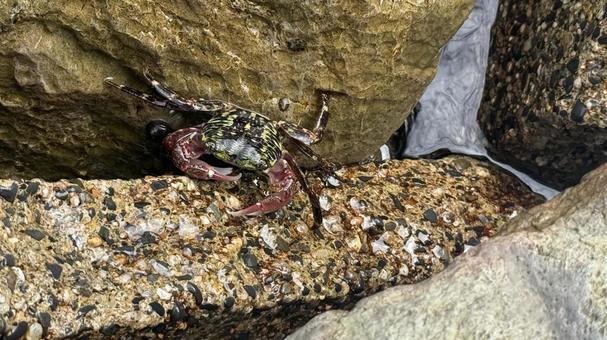 Photo, crab, beach, sea, 