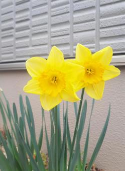 黄色い水仙 黄色い水仙 水仙,花,綺麗の写真素材