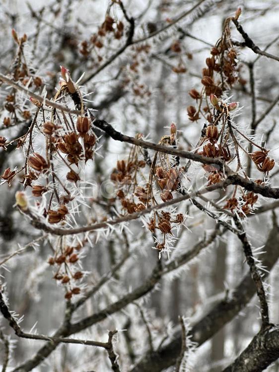 霜のついた木の実 木,雪,風景の写真素材