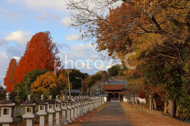１２月中旬仏生山公園のメタセコイアの紅葉 紅葉,きれい,美しいの写真素材