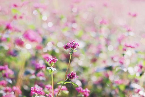 Photo, flower, red buckwheat, soba, 