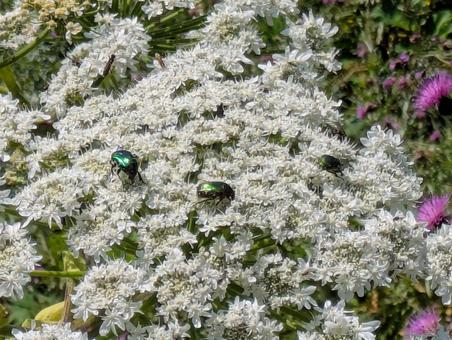 ウシュグリ村の花と昆虫 花,フラワー,ワイルドフラワーの写真素材