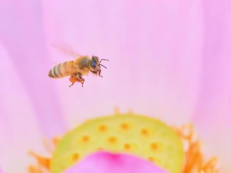 一匹の蜜蜂アップピンク色の蓮の花の中 一匹の蜜蜂アップピンク色の蓮の花の中の写真