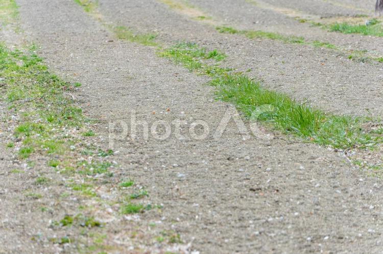 冬の畑と新芽 畑,土,冬の写真素材