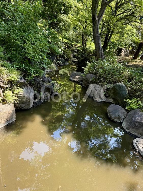 旧古河邸  旧古河庭園  7月の日本庭園 夏,ガーデン,旧古河庭園の写真素材