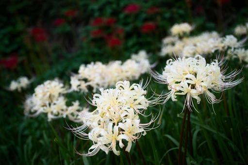 白がまぶしい彼岸花 白がまぶしい彼岸花 彼岸花,曼珠沙華,ヒガンバナの写真素材