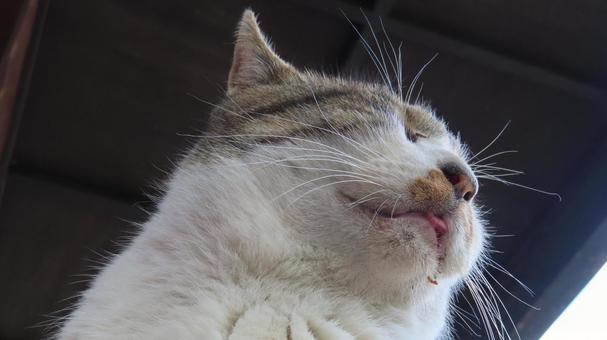 髭が立派なもふもふで可愛い眠り猫 猫,キジシロ,眠り猫の写真素材