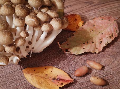 シメジ、秋のイメージ2 シメジ,きのこ,秋のイメージの写真素材