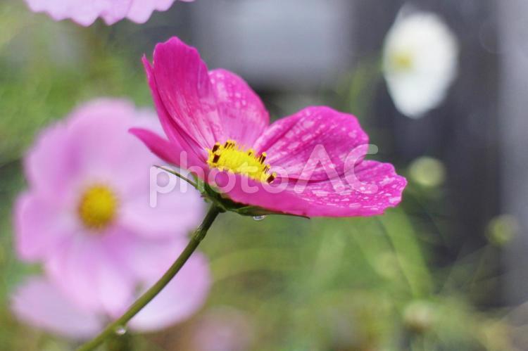 濡れたコスモス コスモス,秋桜,白いコスモスの写真素材