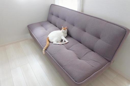 ソファと猫_01 ソファと猫_01 猫画像,ねこ写真,ソファの写真素材