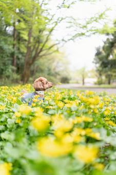 春の公園で散歩するトイプードル 春の公園で散歩するトイプードルの写真