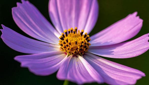 一輪のコスモスの花 一輪のコスモスの花の写真