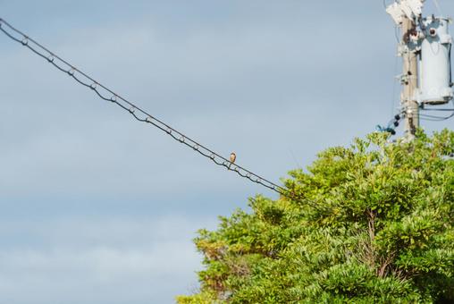 電線の上で一点を見つめるモズ 電線の上で一点を見つめるモズ モズ,小鳥,鳥の写真素材
