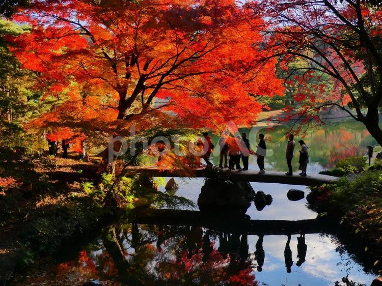 六義園、紅葉したモミジと渡月橋 六義園,文京区,紅葉の写真素材