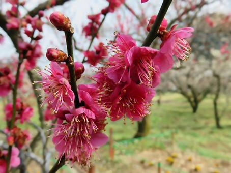越生の梅 梅,越生,花の写真素材