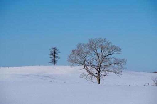 青空の下に広がる雪原と樹木 冬景色,白い大地,樹木の写真素材