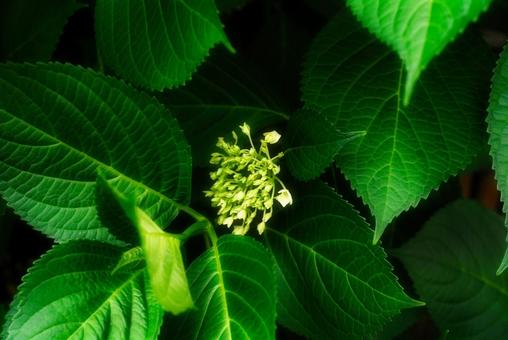 紫陽花 アジサイ つぼみ 紫陽花 アジサイ つぼみの写真