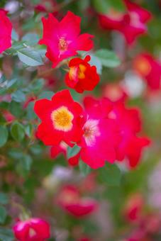 鮮やかな深紅のバラ 自然,植物,花の写真素材