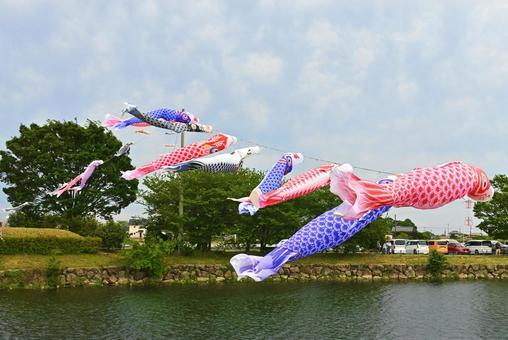 水辺を渡るこいのぼり こいのぼり,5月,曇天の写真素材