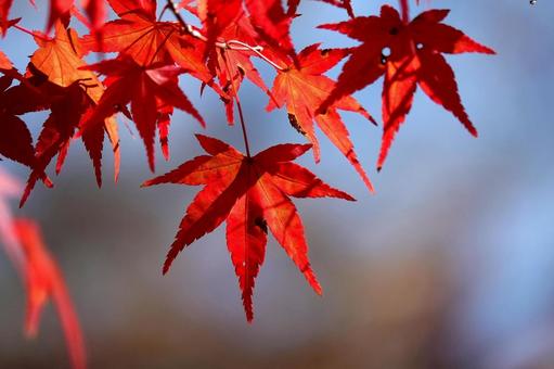 紅葉8 紅葉8の写真