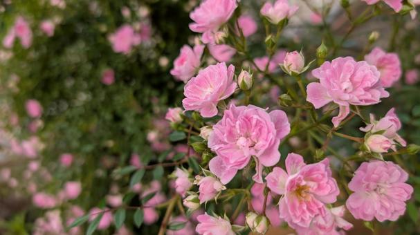 ミニバラ ミニバラ バラ,花,小花の写真素材