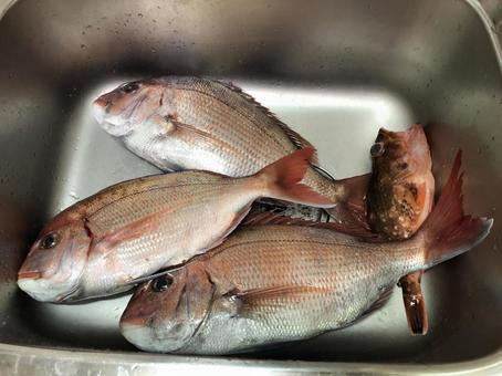 釣り結果 釣り結果 鯛,カサゴ,魚の写真素材