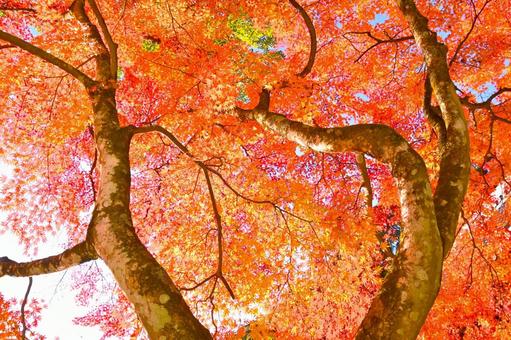 美しいもみじの紅葉風景 美しいもみじの紅葉風景 紅葉,もみじ,綺麗の写真素材