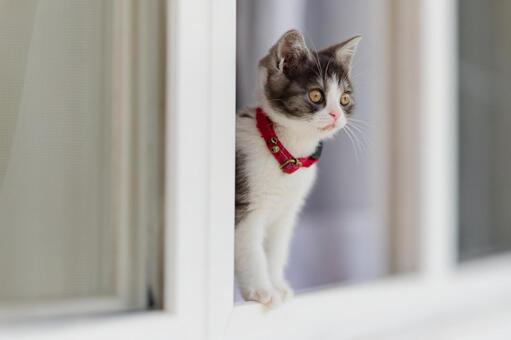 窓辺の子猫 マンチカン,猫,子猫の写真素材