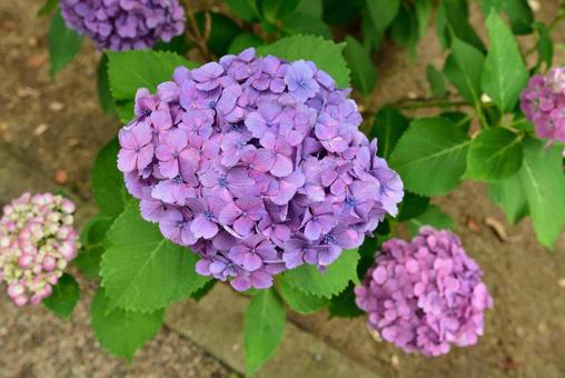 紫陽花 紫陽花の写真