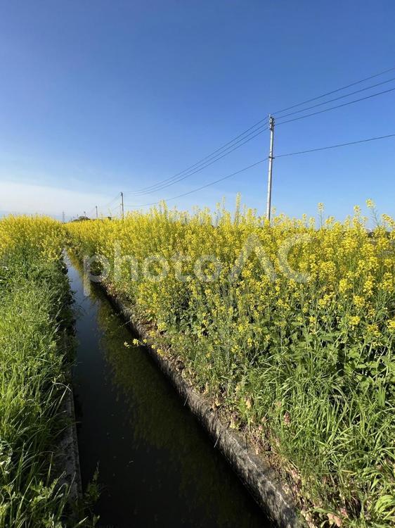 春の風景　満開の菜の花と用水路① なの花,菜花,アブラナの写真素材